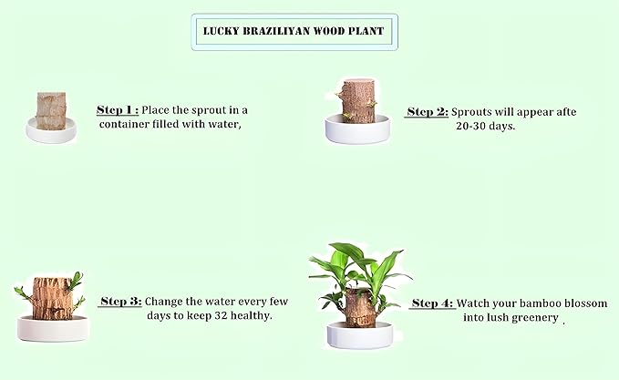 Brazilian Lucky Wood Good Luck Live Plant