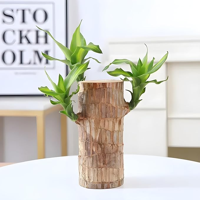 Brazilian Lucky Wood Good Luck Live Plant