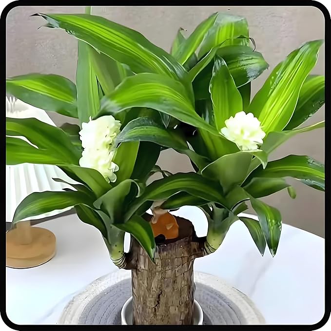 Brazilian Lucky Wood Good Luck Live Plant