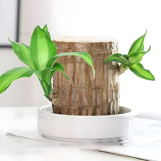 Brazilian Lucky Wood Good Luck Live Plant