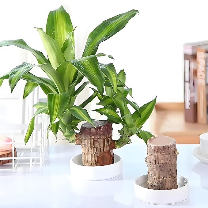 Brazilian Lucky Wood Good Luck Live Plant