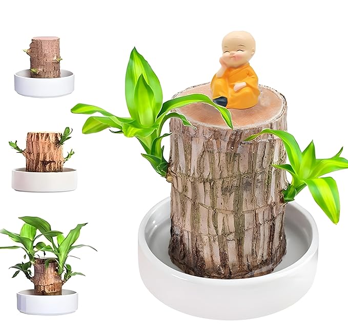 Brazilian Lucky Wood Good Luck Live Plant