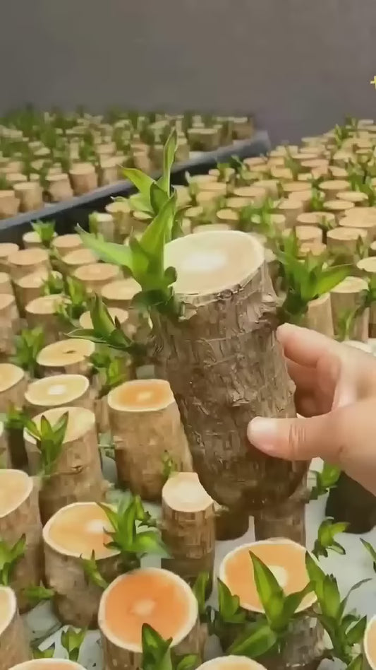 Brazilian Lucky Wood Good Luck Live Plant